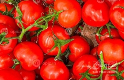 فروش گوجه فرنگی