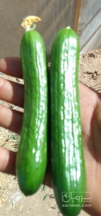 فروش خیار سالادی