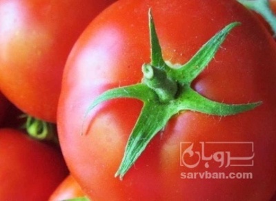 فروش گوجه فرنگی