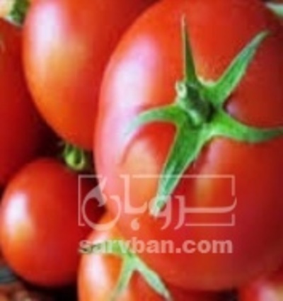 فروش گوجه فرنگی