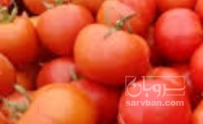 فروش گوجه فرنگی