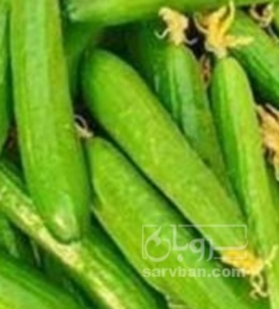 فروش خیار خیار شوری