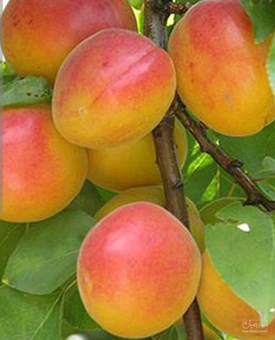 فروش زردآلو