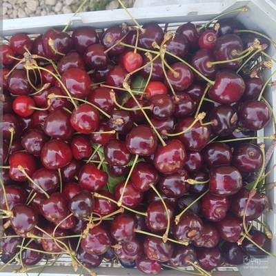 فروش گیلاس