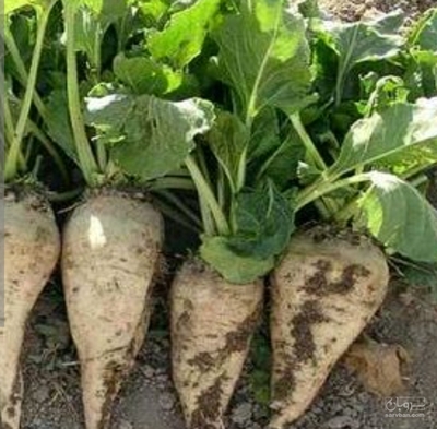 فروش چغندر قند