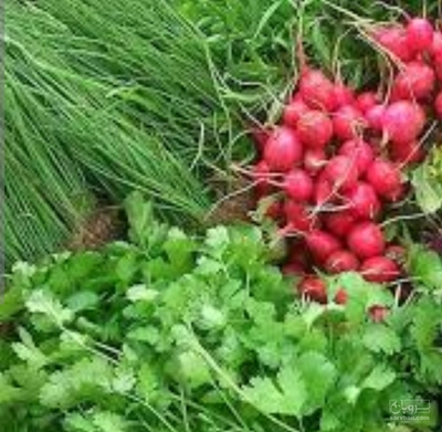 فروش سبزیجات تازه