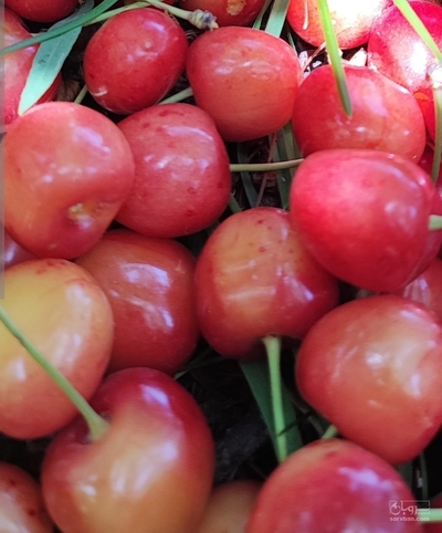 فروش گیلاس