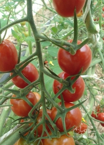 فروش گوجه فرنگی