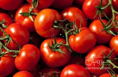 فروش گوجه فرنگی