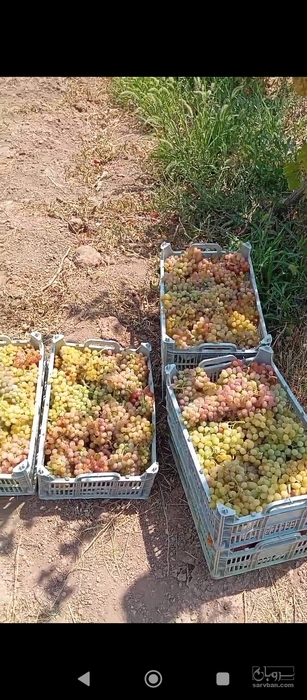 فروش انگور سفید وقرمز