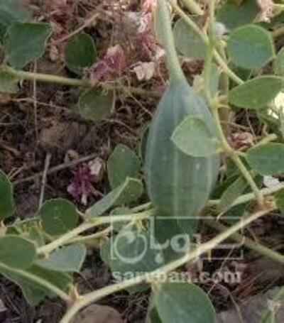 فروش کبر (گیاه‌ دارویی)