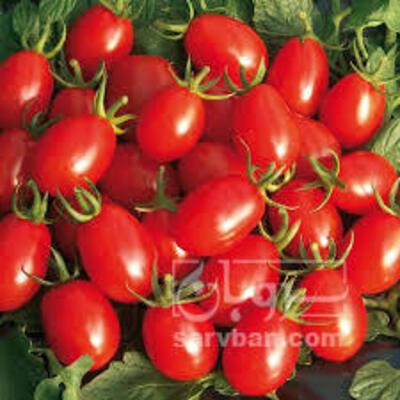 فروش گوجه فرنگی زیتونی