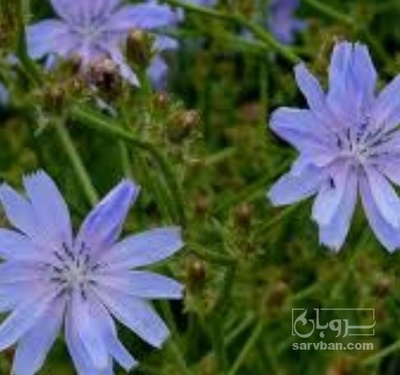 فروش عرق کاسنی