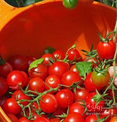 فروش گوجه فرنگی گیلاسی