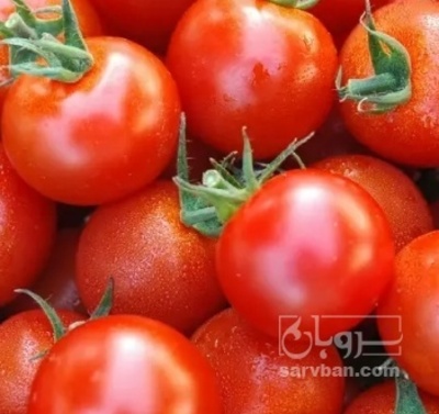 فروش گوجه فرنگی