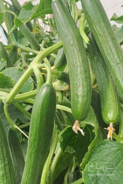 فروش خیار خیارشوری