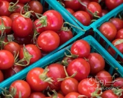 فروش گوجه فرنگی گیلاسی