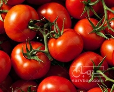 فروش گوجه فرنگی