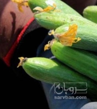 فروش خیار خیار شوری