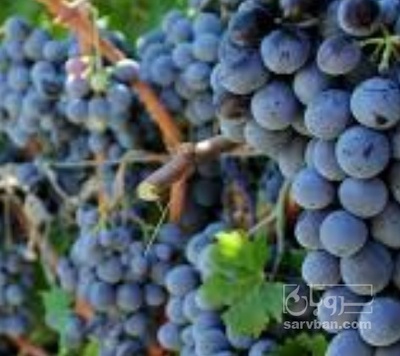 فروش انگور سیاه