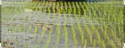 فروش شالی برنج هاشمی