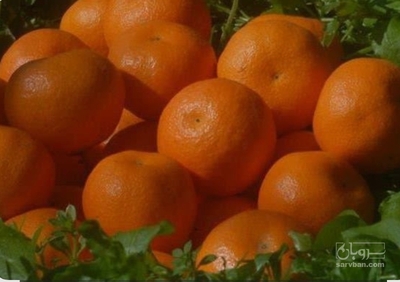 فروش نارنگی ژاپنی