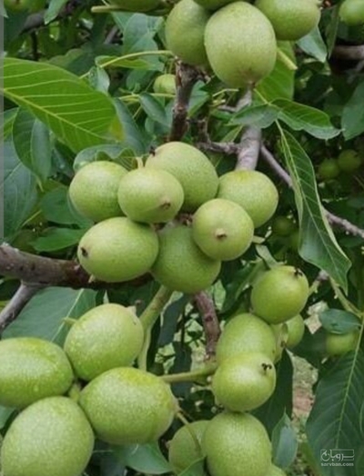 فروش گردو