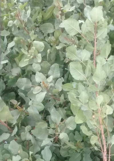 فروش پسته