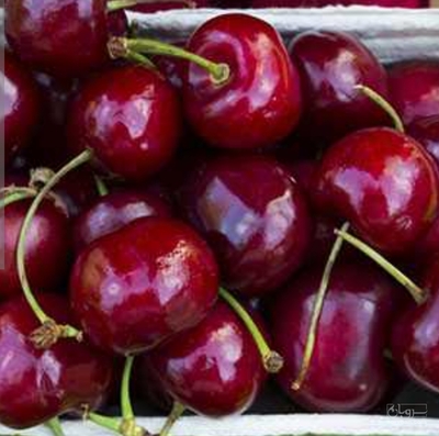 فروش گیلاس