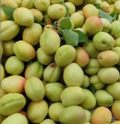 فروش زردآلو