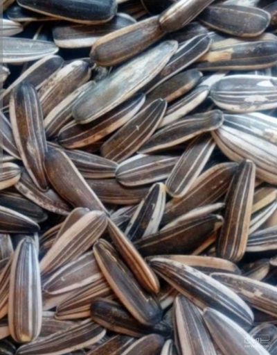 فروش تخمه آفتابگردان خام