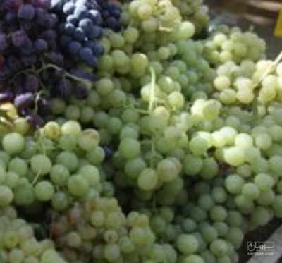 فروش انگور