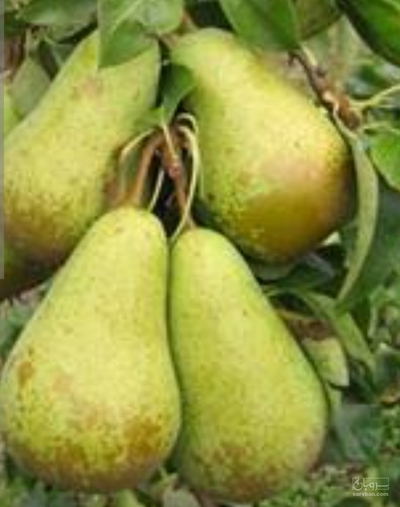 فروش گلابی