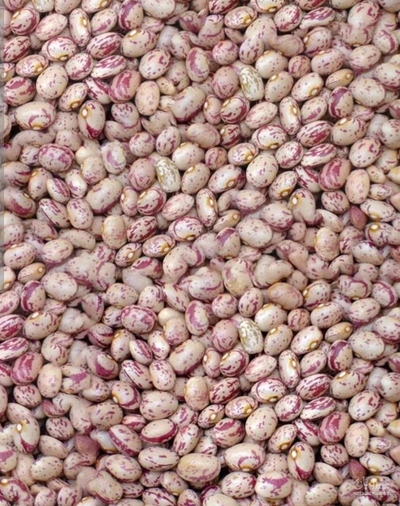 فروش لوبیا چیتی