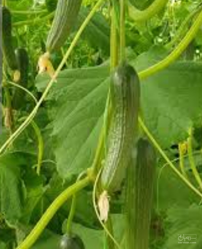 فروش خیار خیار شور