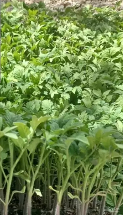 فروش نشا گوجه فرنگی