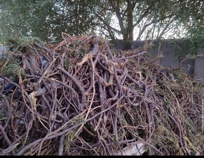 فروش شیرین بیان (گیاه‌ دارویی)