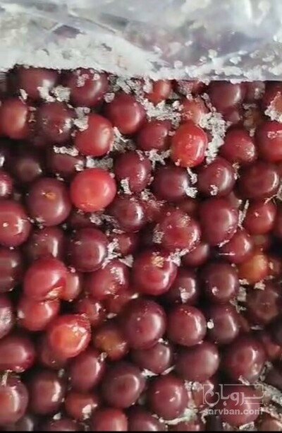 فروش آلبالو