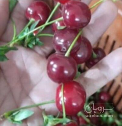 فروش آلبالو