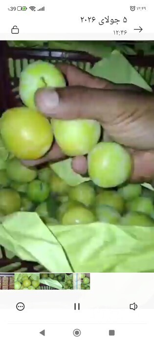 فروش آلو