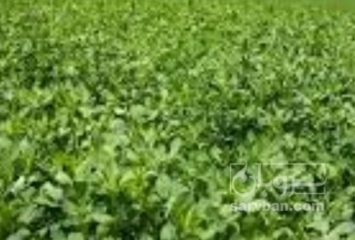 فروش یونجه