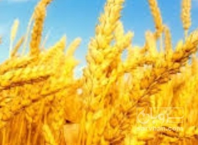 فروش گندم