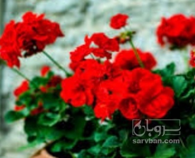 فروش گل شمعدانی