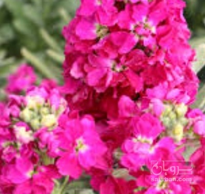 فروش گل شب بو