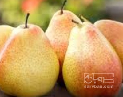 فروش گلابی