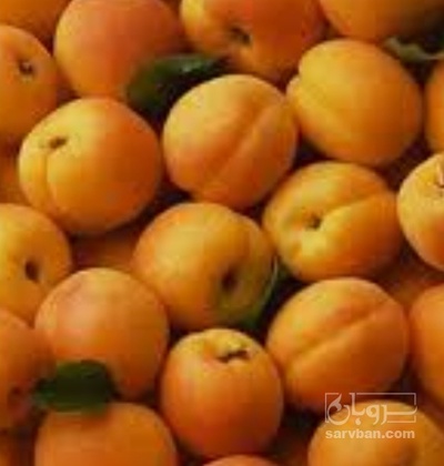 فروش زردآلو