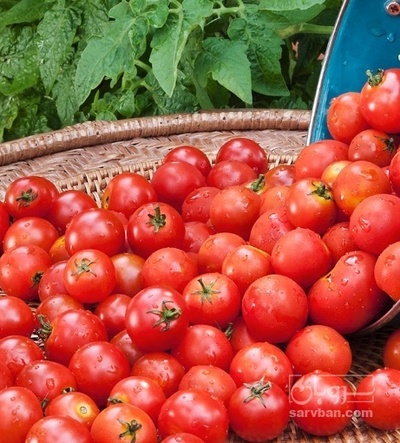 فروش گوجه فرنگی