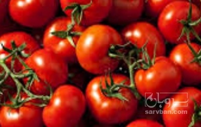 فروش گوجه فرنگی