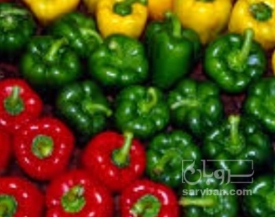 فروش فلفل دلمه ای