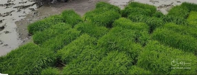 فروش شالی برنج طارم هاشمی